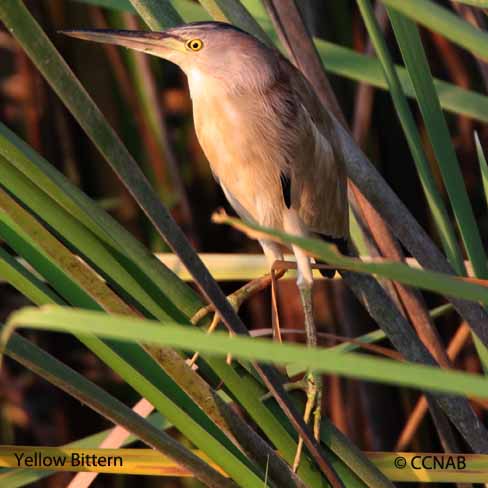 Yellow Bittern