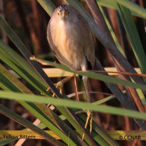 Yellow Bittern