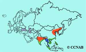 Yellow Bittern range map