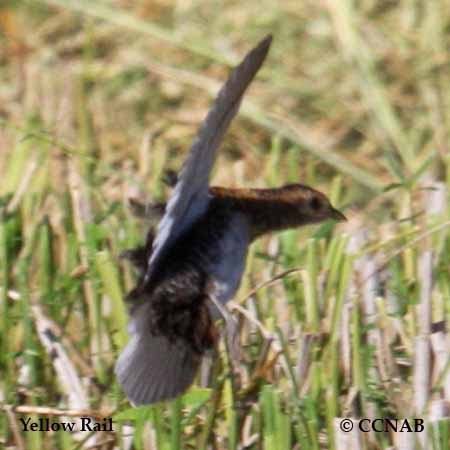 Yellow Rail