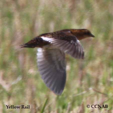 Yellow Rail