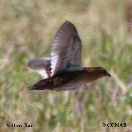 Yellow Rail