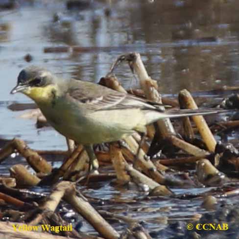 Western Yellow Wagtail