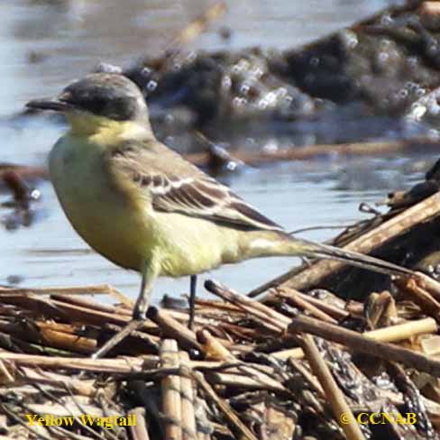 Yellow Wagtail (Eastern)