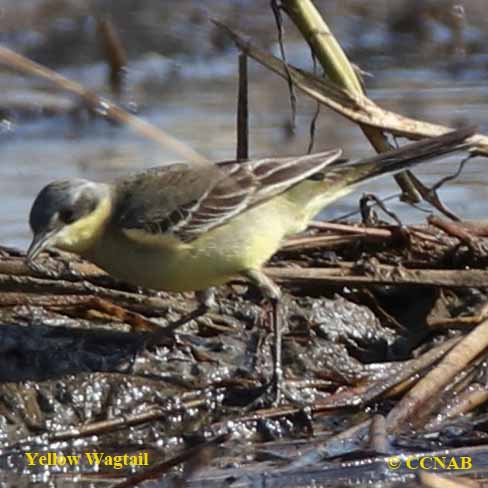 Yellow Wagtail (Eastern)