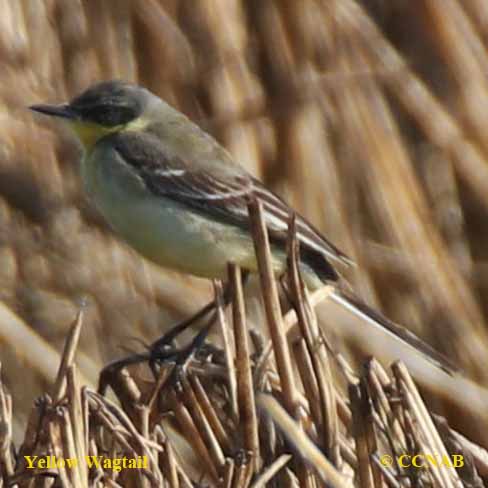 Yellow Wagtail (Eastern)