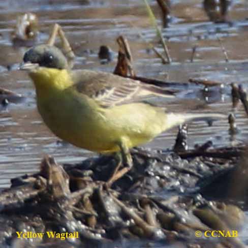 Western Yellow Wagtail