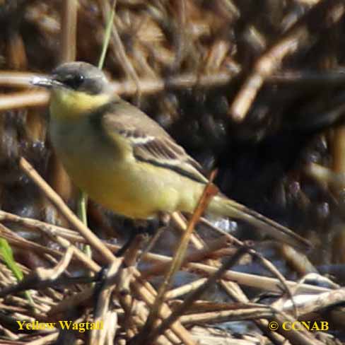 Western Yellow Wagtail