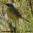 Yellow Wagtail (Eastern) range map