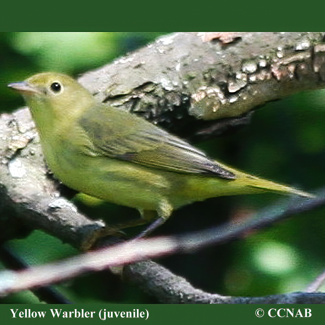 Yellow Warbler (Northern)