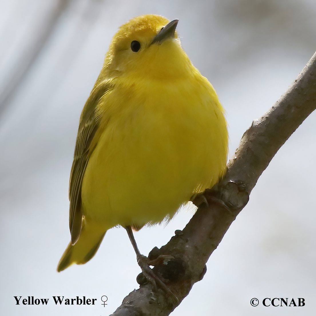 Yellow Warbler (Northern)