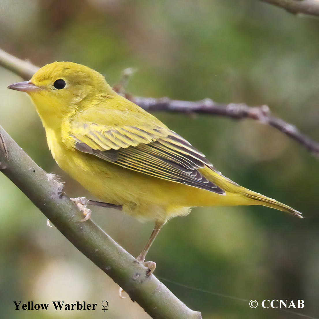 Yellow Warbler (Northern)