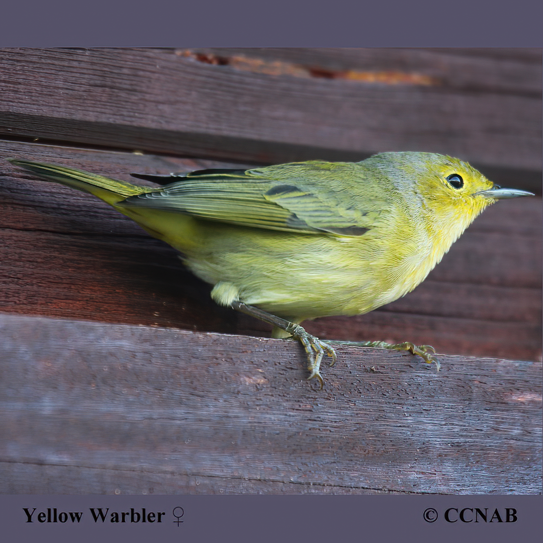 Yellow Warbler (Northern)