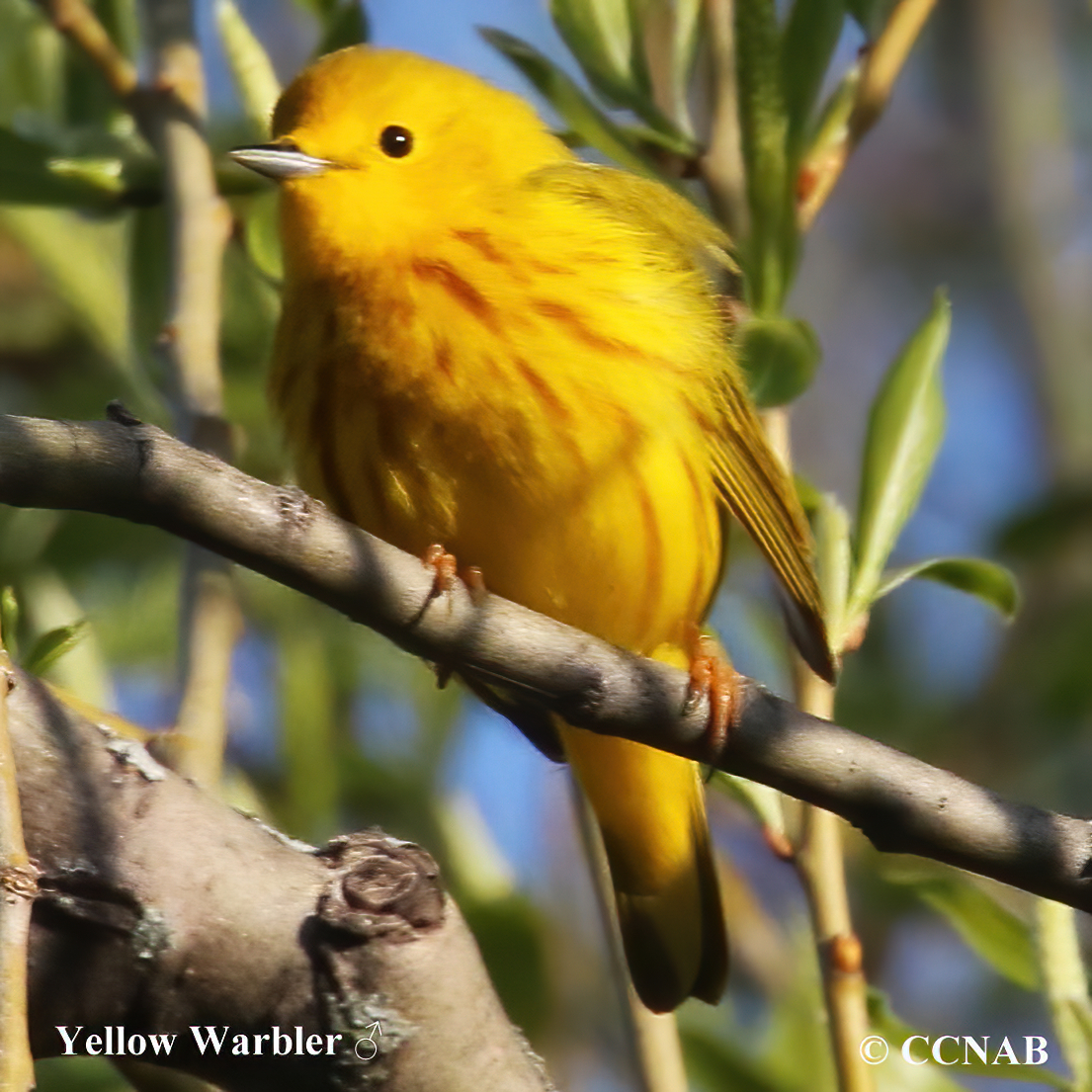 Yellow Warbler (Northern)