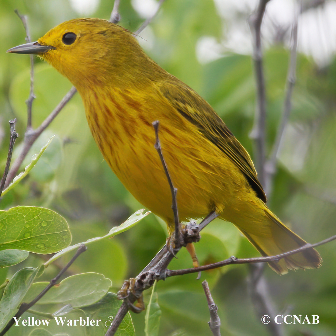 Yellow Warbler (Northern)