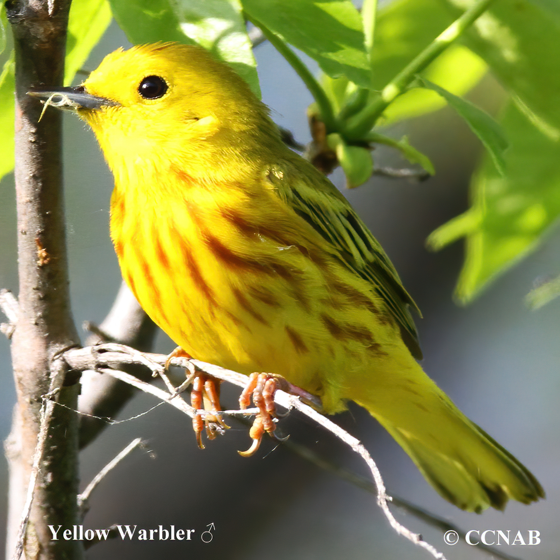 Yellow Warbler (Northern)