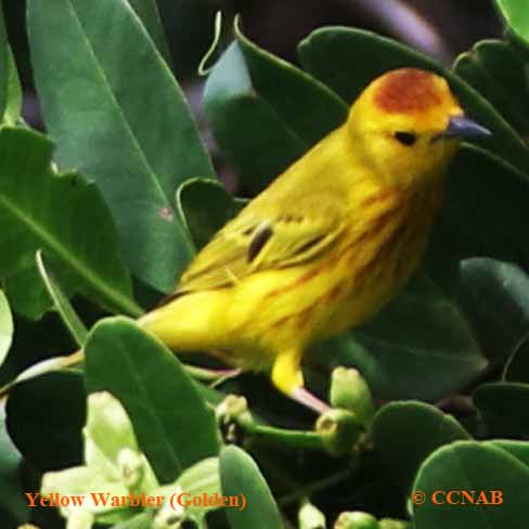 Yellow Warbler (Golden)