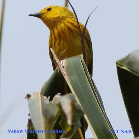 Yellow Warbler (Golden)