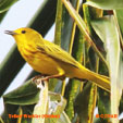 Yellow Warbler (Golden) range map