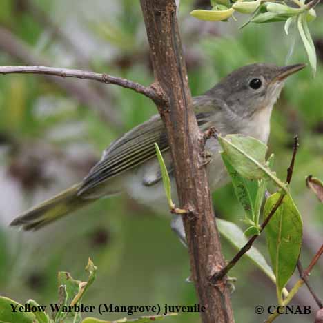 Yellow Warbler (Mangrove)