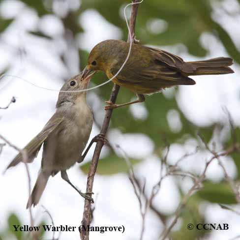 Yellow Warbler (Mangrove)