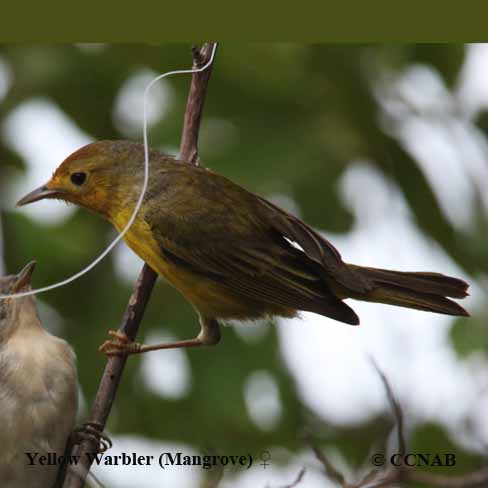 Yellow Warbler (Mangrove)