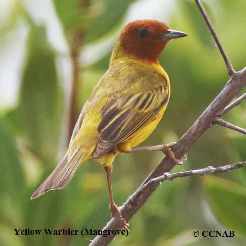 Yellow Warbler (Mangrove)