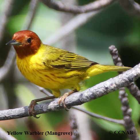 Yellow Warbler (Mangrove)