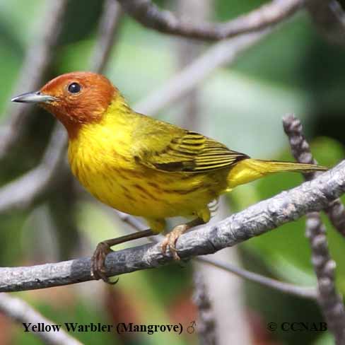 Birds of North America