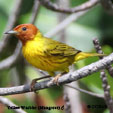 Yellow Warbler (Mangrove) songs and calls