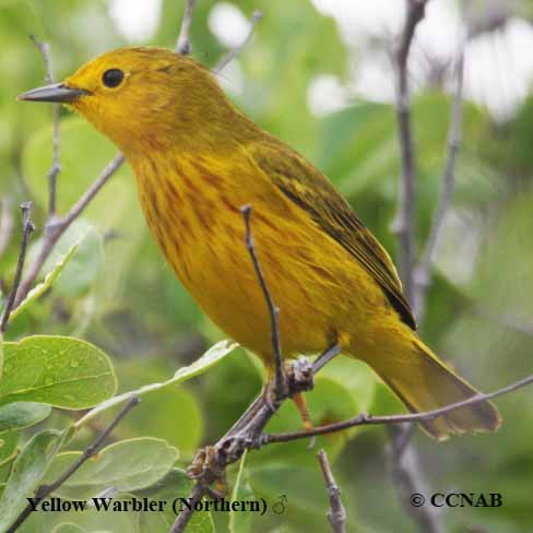 Yellow Warbler (Northern)