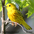 Yellow Warbler (Northern) songs and calls