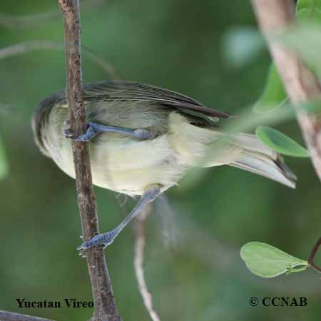 Yucatan Vireo