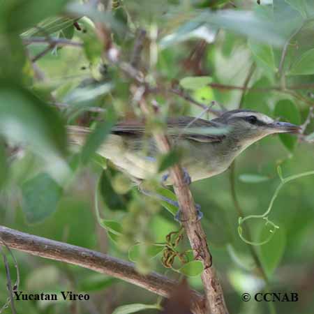 Yucatan Vireo