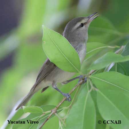 Yucatan Vireo