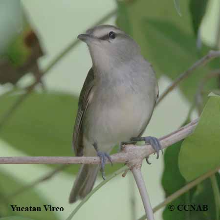 Yucatan Vireo