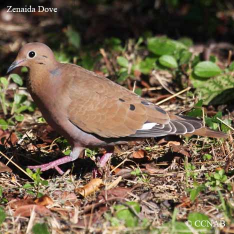 Birds of North America