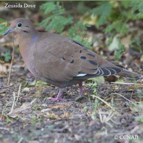 Zenaida Dove