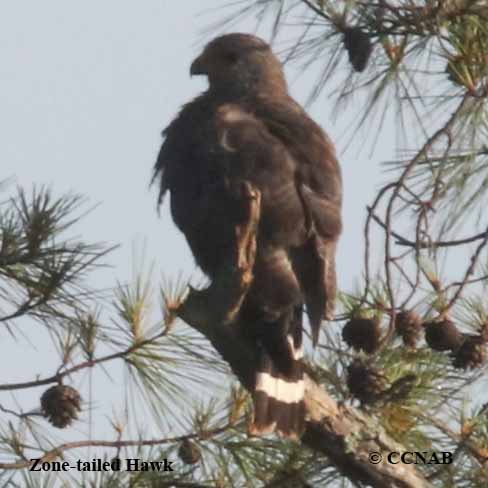 Zone-tailed Hawk