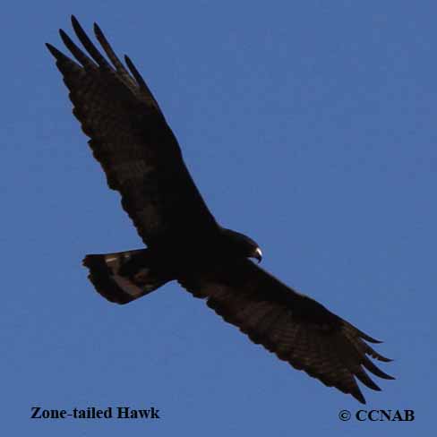 Zone-tailed Hawk