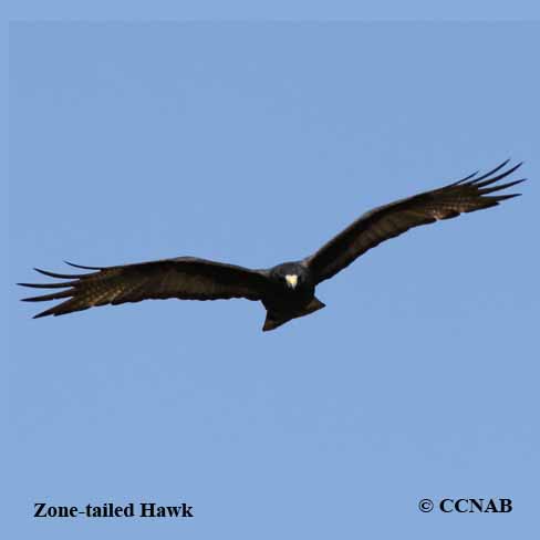 Zone-tailed Hawk