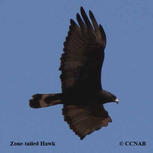 Zone-tailed Hawk