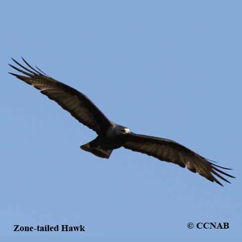 Zone-tailed Hawk