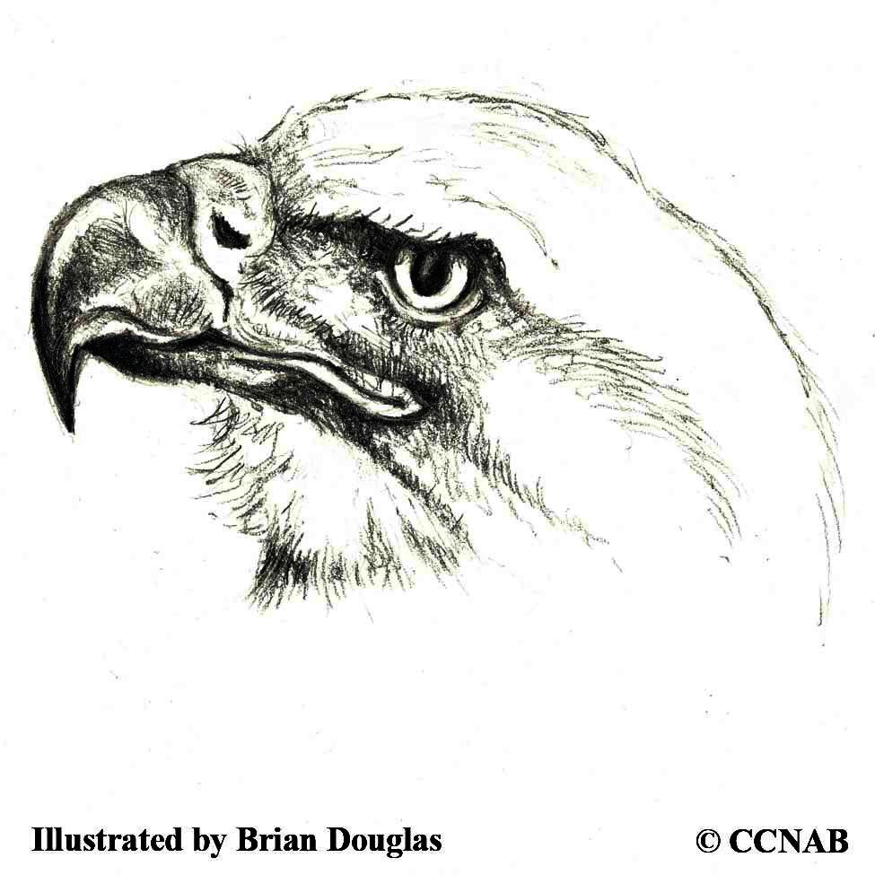 bald eagle, picture of eagles