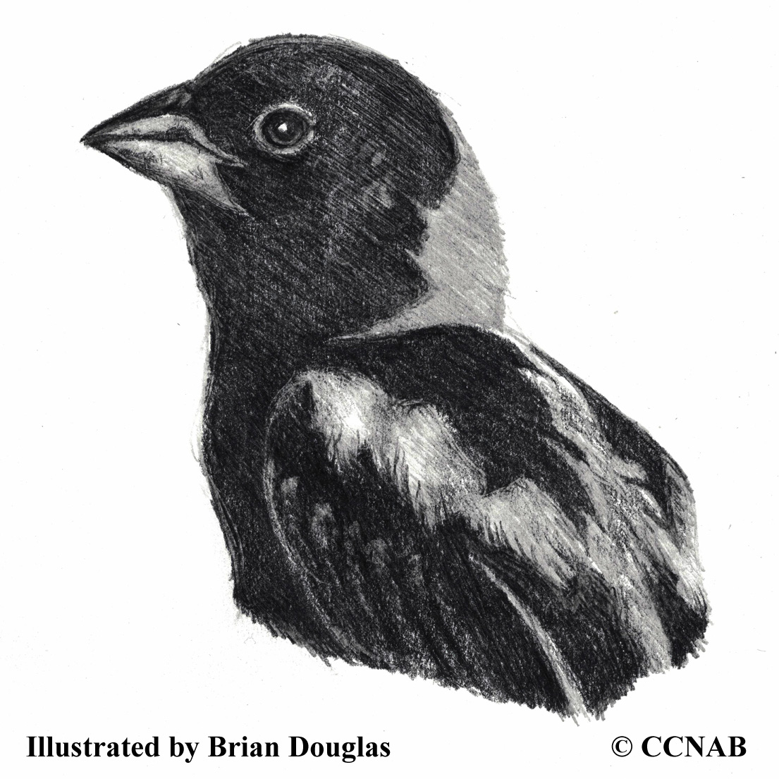 bitterns, picture of bitterns