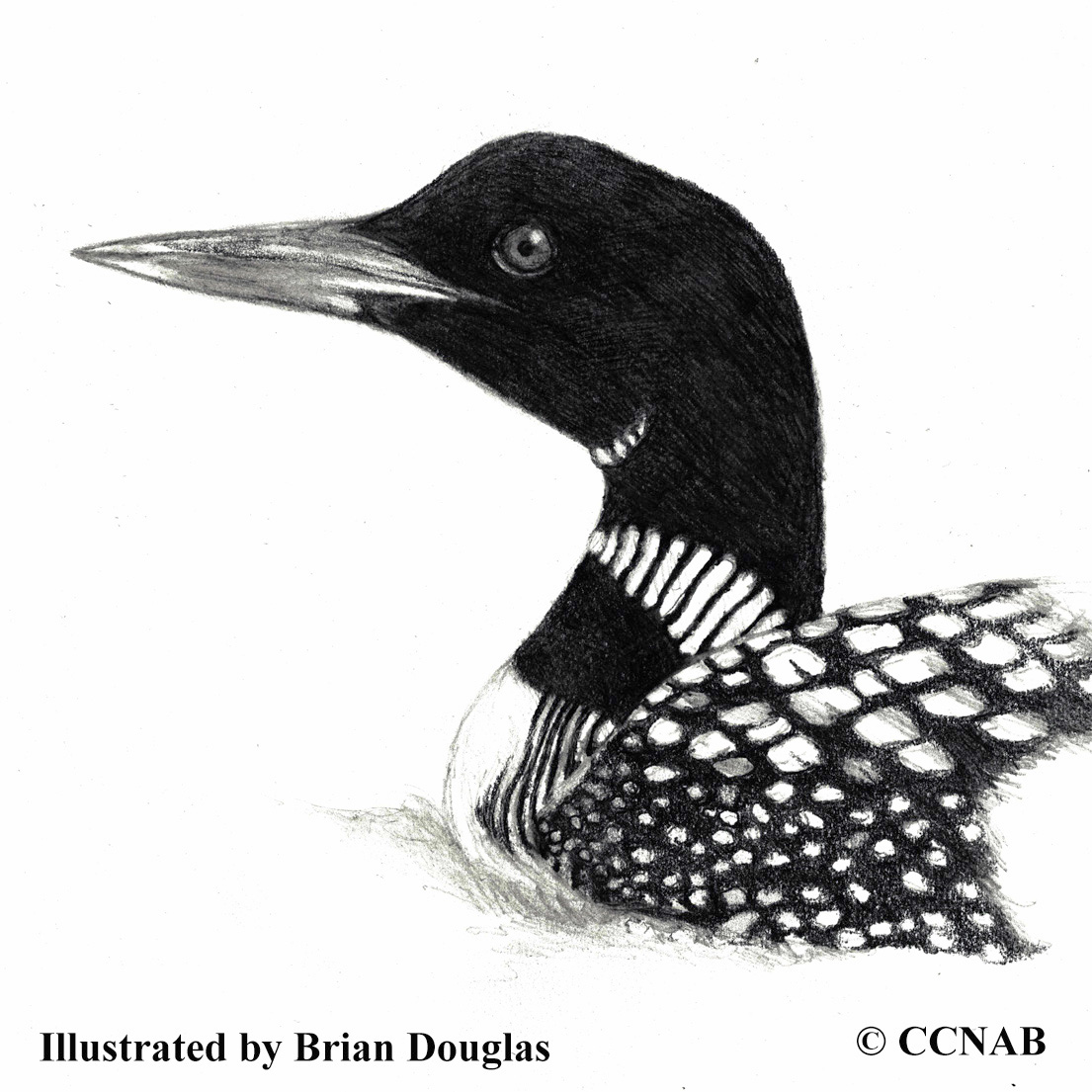 common loon, picture of loons