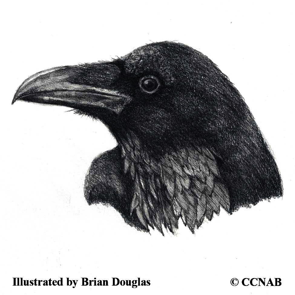 Common Raven, picture of ravens