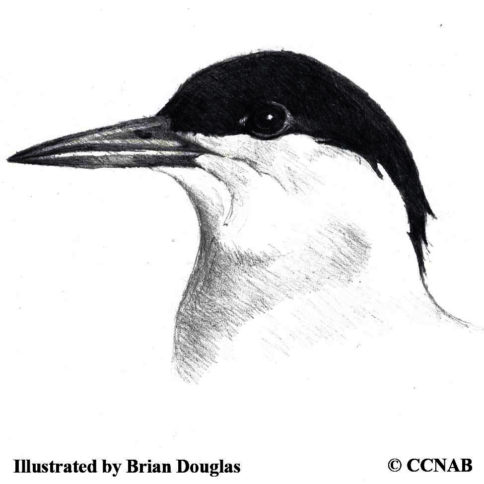 terns