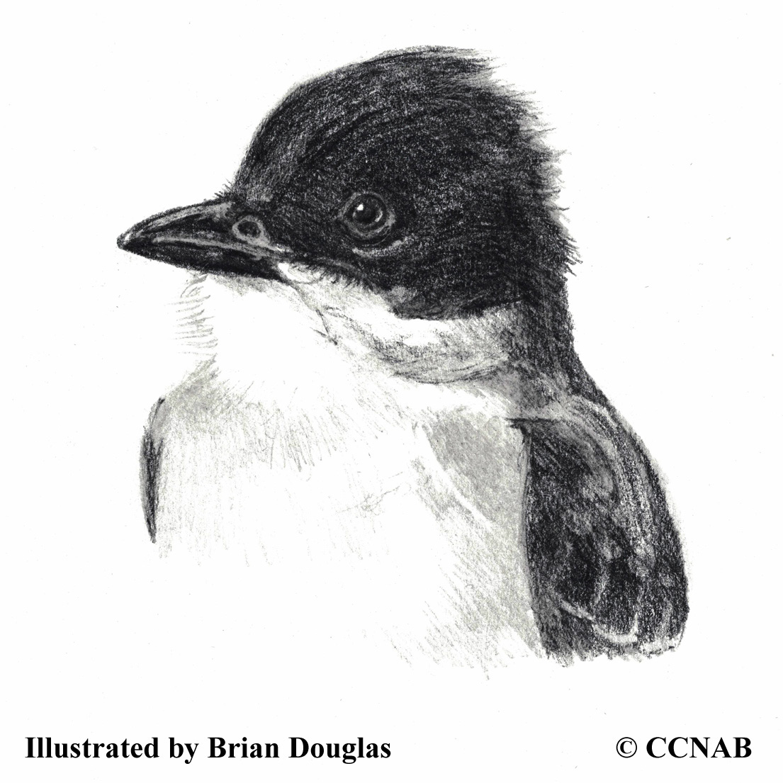 kingbirds