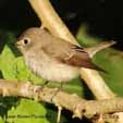 Eurasian Flycatchers